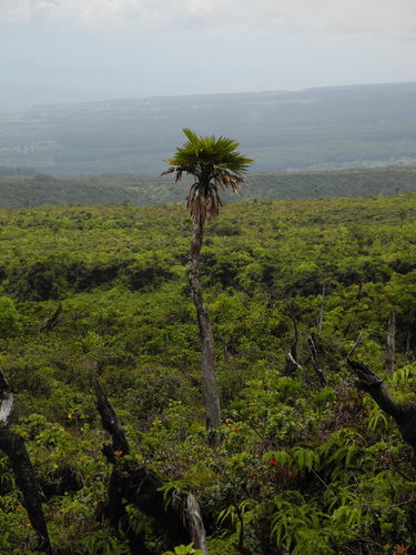 Pritchardia lanigera observed 2011-07-05