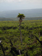 Pritchardia