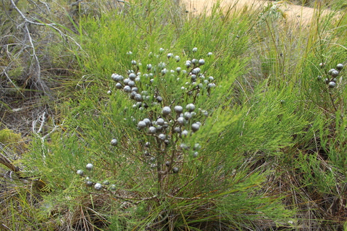 Image of Callitris drummondii by (c) Em Lamond, some rights reserved (CC BY)