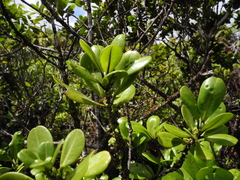 Melicope clusiifolia