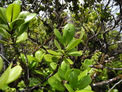 Melicope clusiifolia