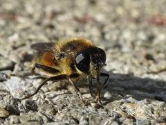 Platynochaetus setosus