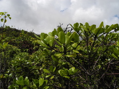 Melicope clusiifolia