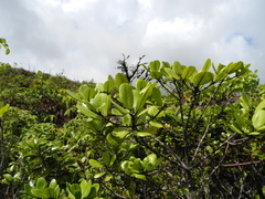Melicope clusiifolia