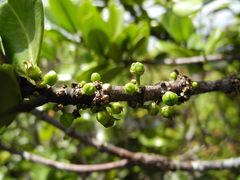 Melicope clusiifolia
