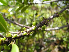 Melicope clusiifolia