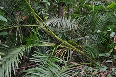 Calamus moti