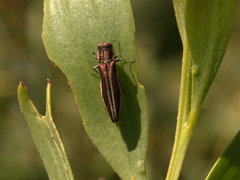 Agrilus australasiae