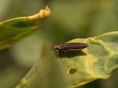 Agrilus australasiae