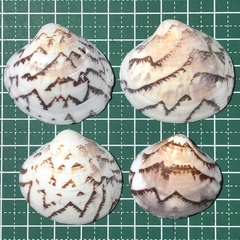 Lioconcha castrensis