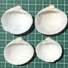 Lioconcha castrensis