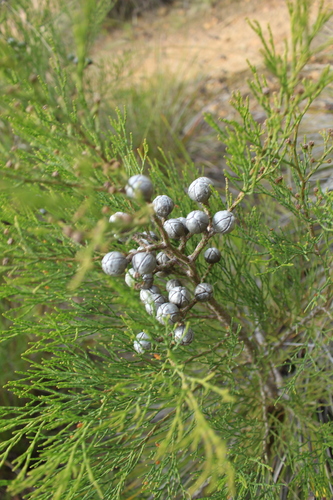 Image of Callitris drummondii by (c) Em Lamond, some rights reserved (CC BY)