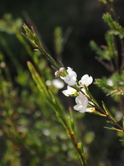 Baeckea linifolia