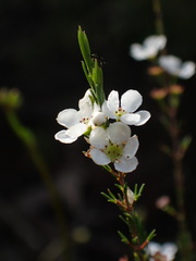 Baeckea linifolia