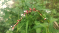 Persicaria japonica