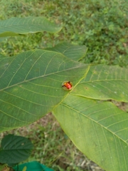 Aspidimorpha furcata