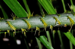 Calamus moti