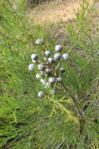 Image of Callitris drummondii by (c) Em Lamond, some rights reserved (CC BY)