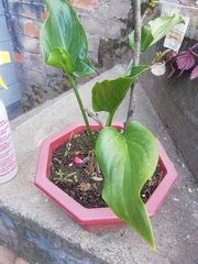 Angiospermae