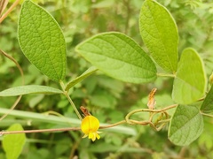 Cajanus scarabaeoides