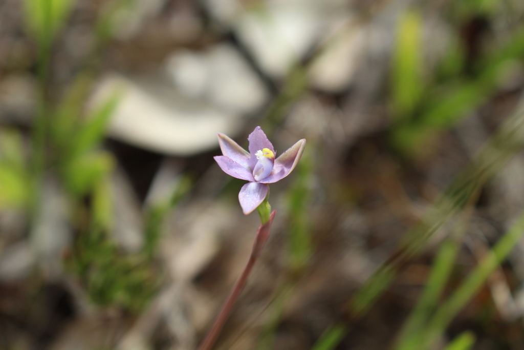 Thelymitra vulgaris