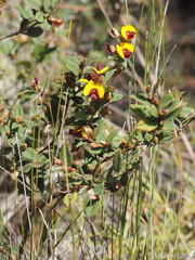 Bossiaea ornata