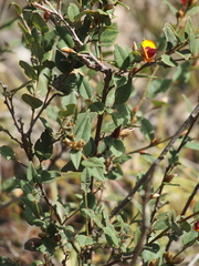 Bossiaea ornata