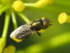 Riponnensia splendens