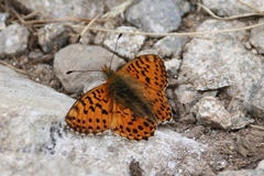 Boloria graeca