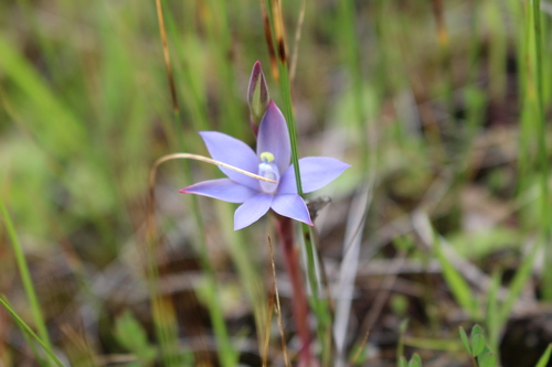 Image of Thelymitra vulgaris by (c) Em Lamond, some rights reserved (CC BY)
