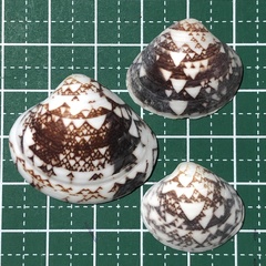 Lioconcha fastigiata