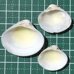 Lioconcha fastigiata