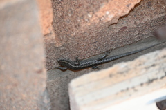 Cryptoblepharus australis