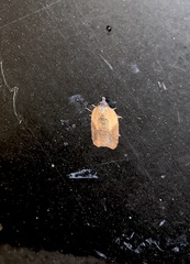 Acleris fragariana