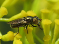 Riponnensia splendens