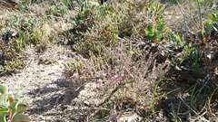 Frankenia thymifolia