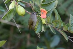 Arizelocichla fusciceps