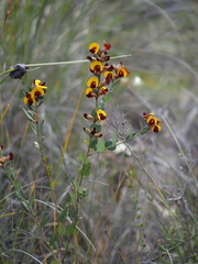 Bossiaea ornata