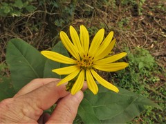 Silphium perfoliatum perfoliatum