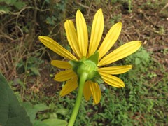 Silphium perfoliatum perfoliatum