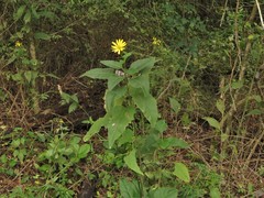 Silphium perfoliatum perfoliatum
