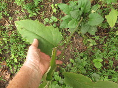 Silphium perfoliatum perfoliatum