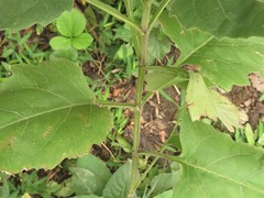 Silphium perfoliatum perfoliatum