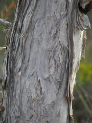 Melaleuca rhaphiophylla