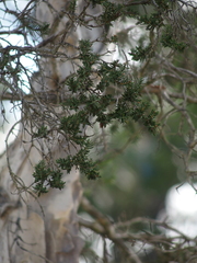 Melaleuca rhaphiophylla
