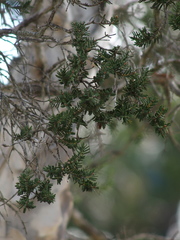 Melaleuca rhaphiophylla