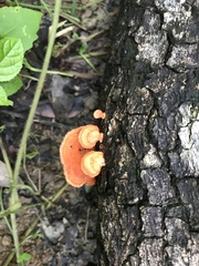 Fungi