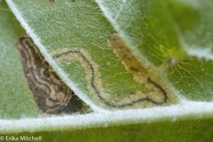 Stigmella apicialbella