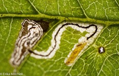 Stigmella apicialbella