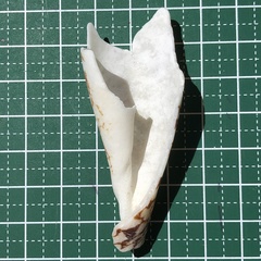 Conus aulicus